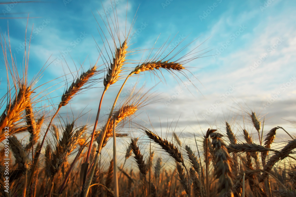 Wheat field at sunset. Beautiful evening landscape. Spikelets of wheat turn yellow. Magic colors of sunset light Wheat field at sunset. Beautiful evening landscape. Spikelets of wheat turn yellow. Magic colors of sunset light