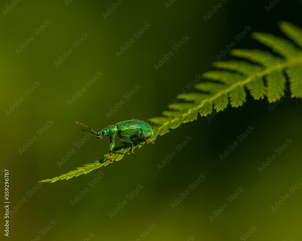 Naklejka premium Green shimmering bug sitting on a fern leaf