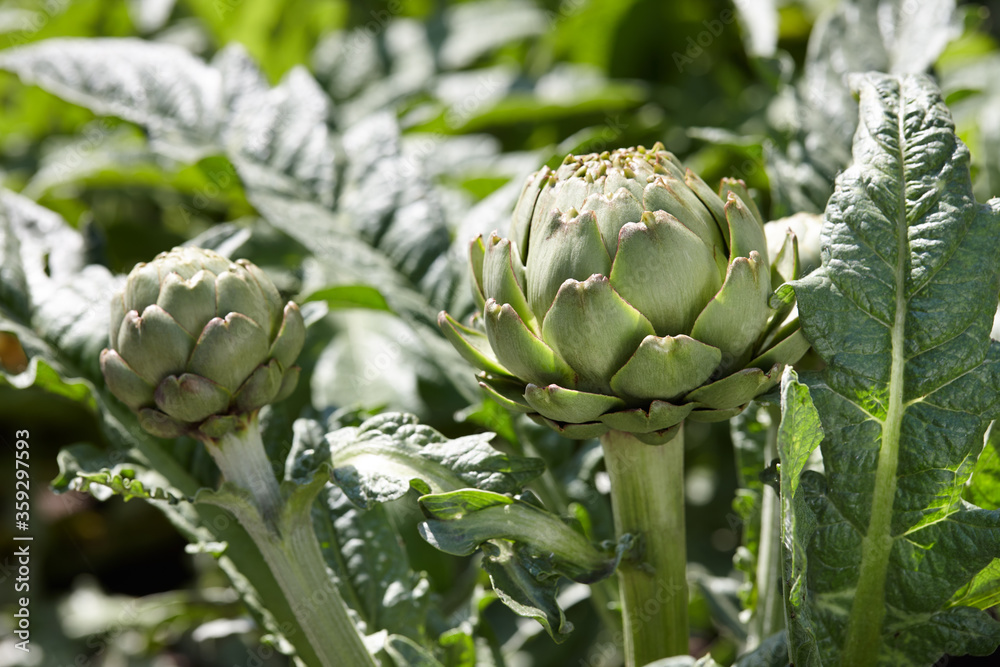 Fototapeta premium Green artichokes growing in garden, close up view