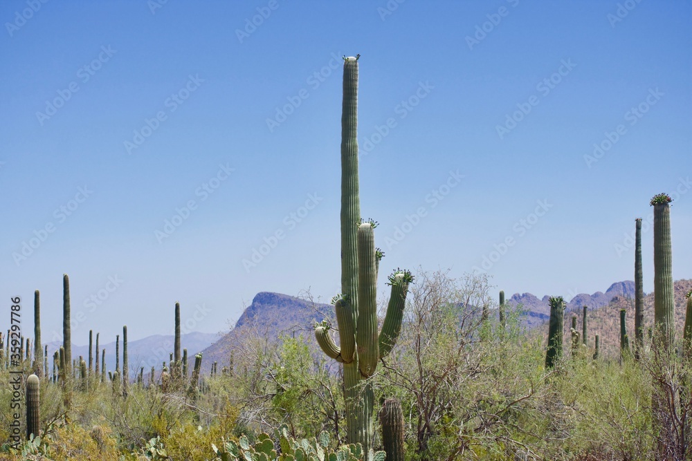 Saguaro cactus in Saguaro National Park, Tucson, Arizona, with other cacti and mountains in background. Saguaro cactus in Saguaro National Park, Tucson, Arizona, with other cacti and mountains in background.