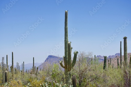 Saguaro cactus in Saguaro National Park, Tucson, Arizona, with other cacti and mountains in background. © Jill