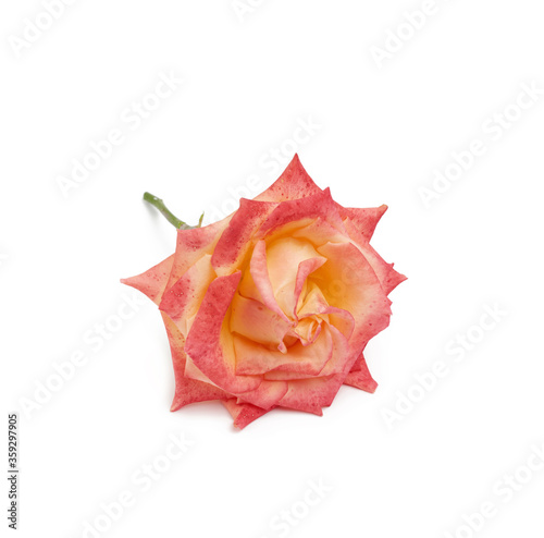 pink yellow blooming rose isolated on white background