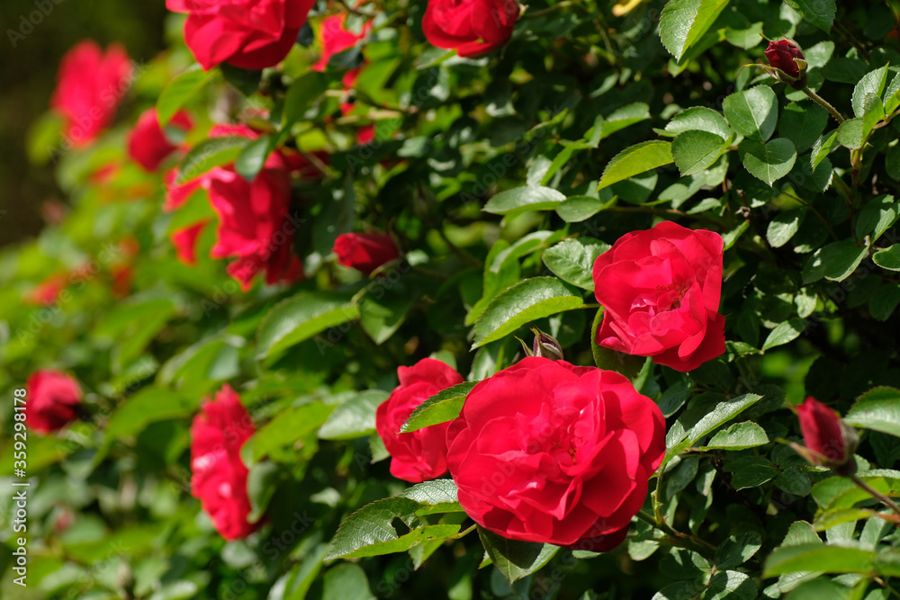 Foto de Red flowers and green leaves. Rosa gallica, the Gallic rose, French  rose, or rose of Provins. do Stock | Adobe Stock