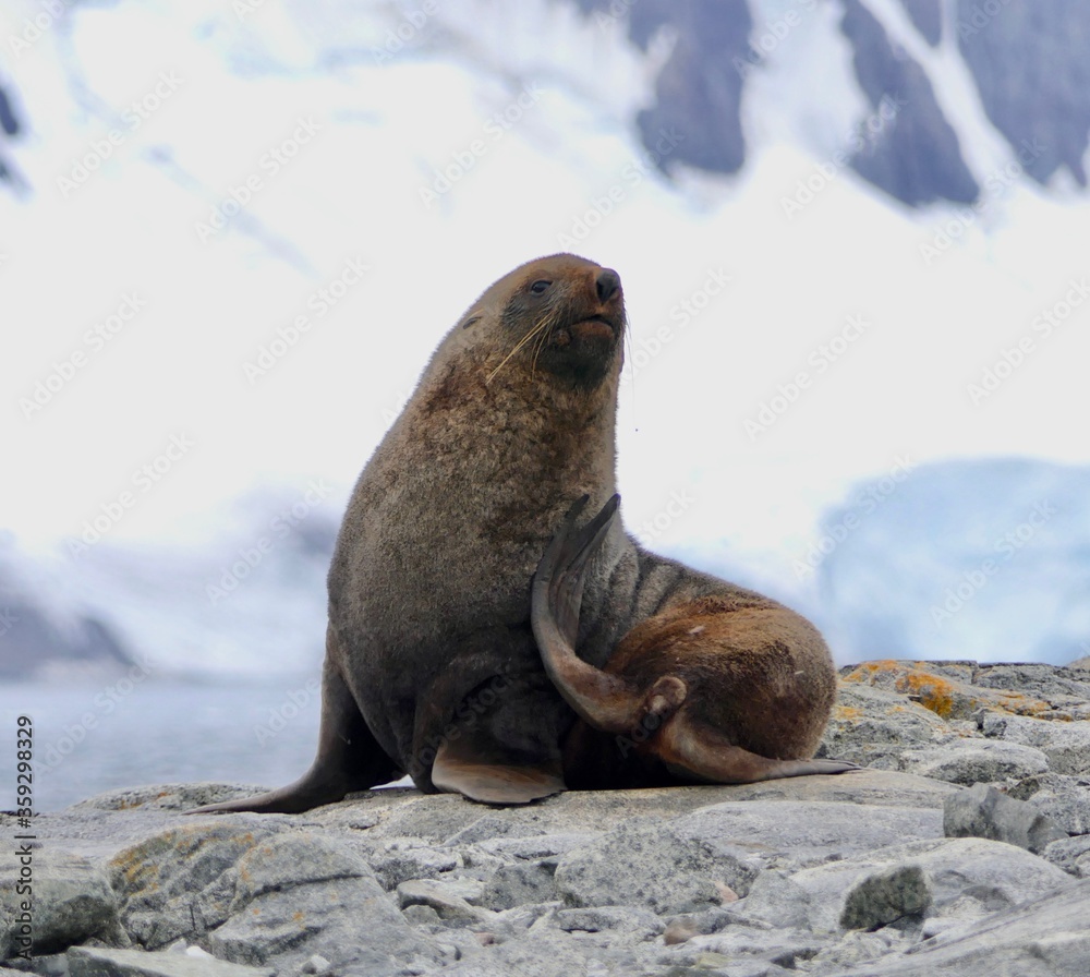 Fototapeta premium Fur seal scratching itself before snowy mountain, Antarctica