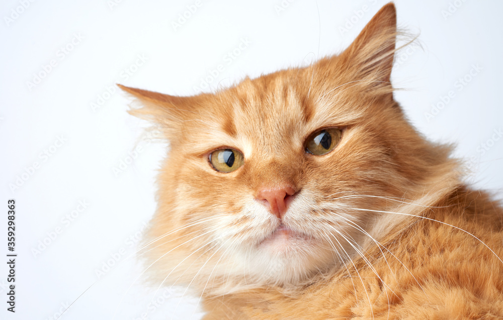 face of a funny red cat with a sad emotion on a white background