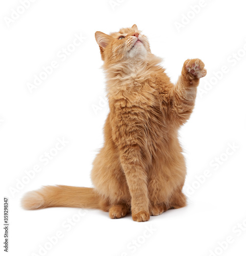 Cute adult fluffy red cat sitting and raised its front paws up
