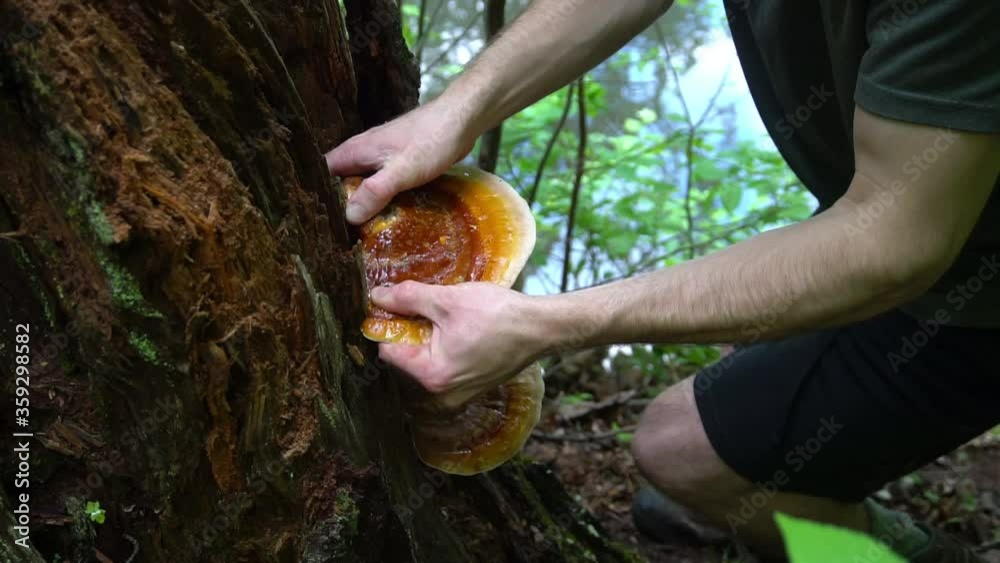 Reishi Mushroom( Ganoderma tsugae) growing on a hemlock tree in Asheville, NC. This Medicinal Mushroom is prized in herbalism for its immune balancing properties. Wild foraged.