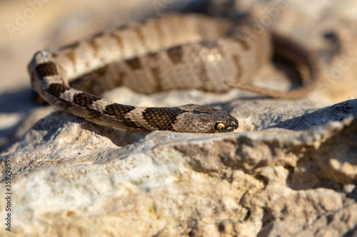 Close up of snake in jungle. leopard snake. details in nature