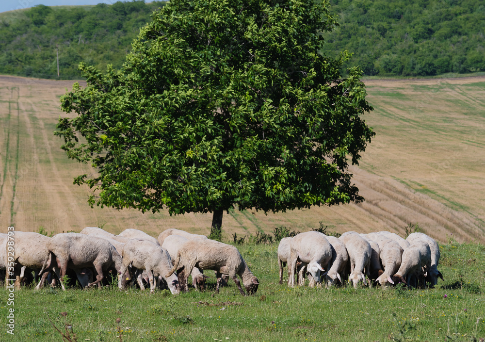 Fototapeta premium flock of sheep graze on a green lawn
