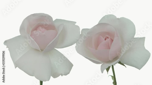 Roses bloom in time lapse. Delicate roses bloom on a white background. Gentle light floral background. Timelapse.