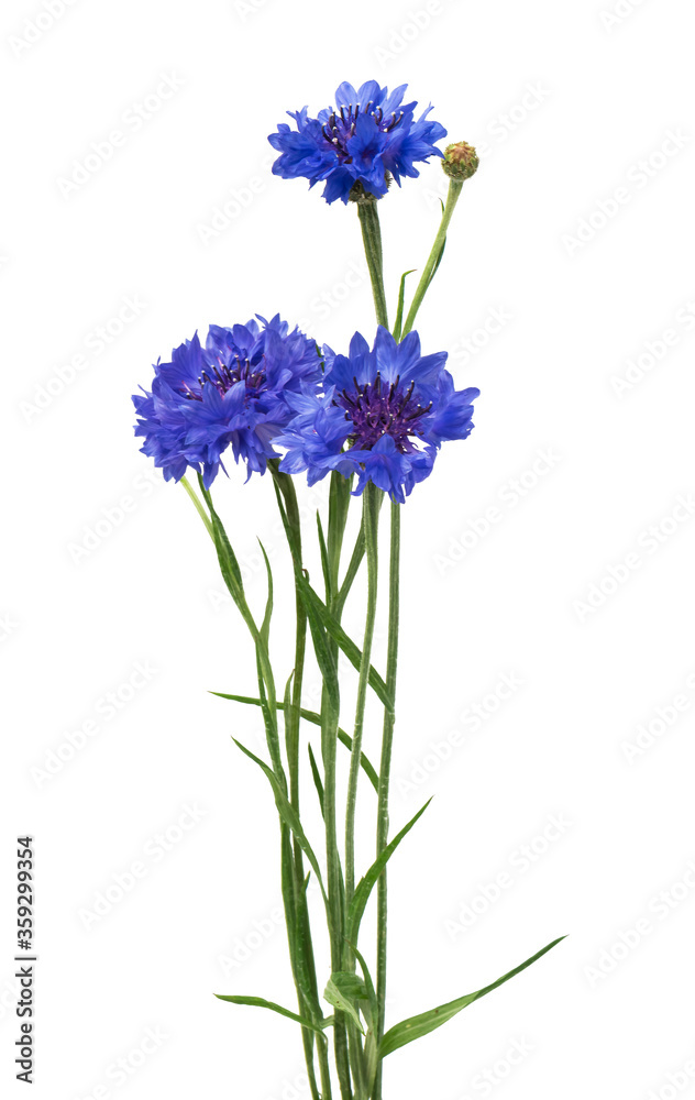 Beautiful blue cornflower isolated on white background Beautiful blue cornflower isolated on white background
