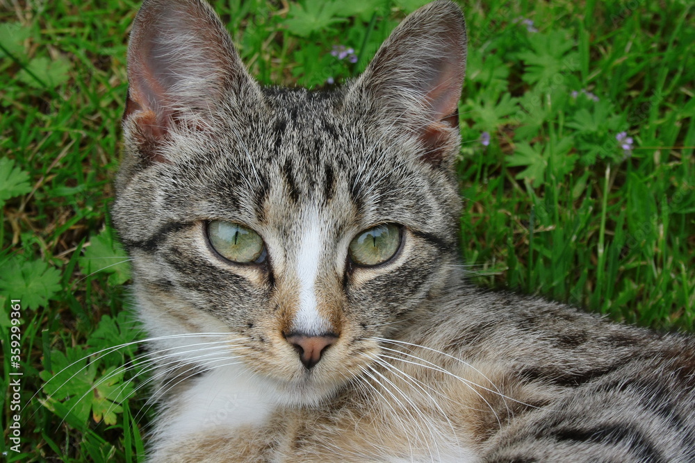 Obraz premium A cat lying on the grass