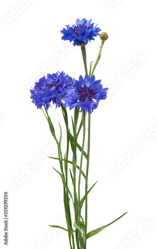 Fototapeta Naklejka Na Ścianę i Meble -  Beautiful blue cornflower isolated on white background