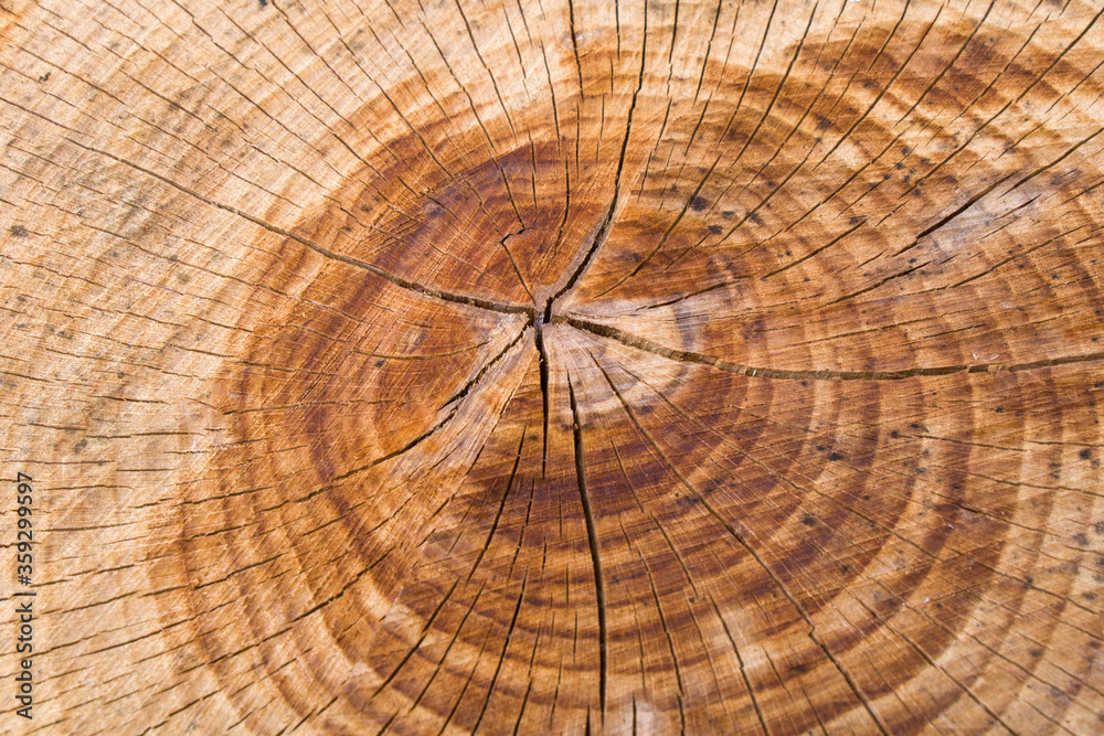 Naklejka premium Wooden background, Cut tree pattern. Texture of cut and dry tree. Tree age rings. Cracks on the wooden background.