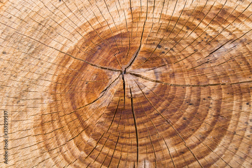 Wooden background, Cut tree pattern. Texture of cut and dry tree. Tree age rings. Cracks on the wooden background.