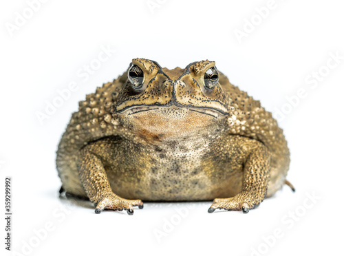 Commonly found toad with greyish-brown skin covered with wart-like lumps. It's skin also poisonous.
