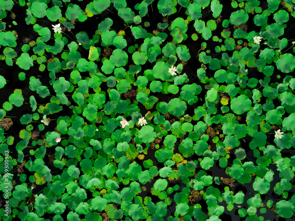 Top view of lotus pond or water garden. Seeing it from distance make it looks like tropical green fauna Top view of lotus pond or water garden. Seeing it from distance make it looks like tropical green fauna