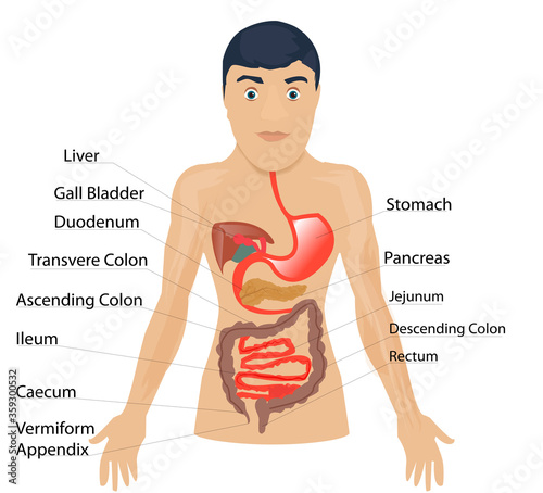 Digestive system infographic medical illustration