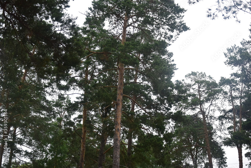 Fototapeta premium Tall pines in the forest in Sunny weather
