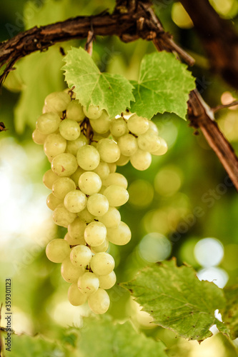 Green grapes on vine, shallow depth of field
