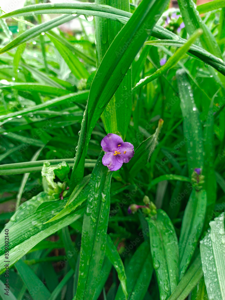 Obraz premium The flower of the Tradescantia Virginia in raindrops with green foliage. Flowers in rainy weather. A rare plant in the horizontal version.