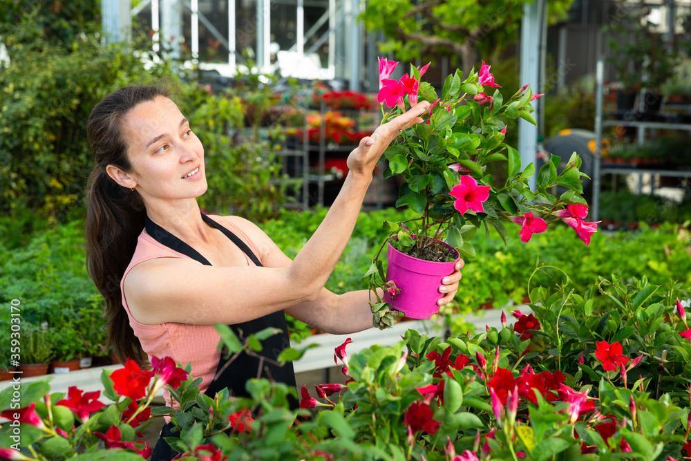 Female florist cultivating Dipladenia (Mandevilla) in greenhouse