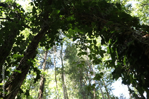 Natureza viva e verde