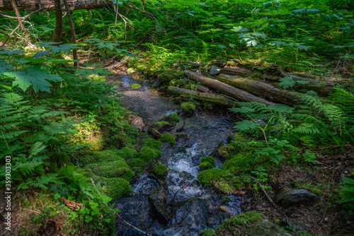 Beautiful calm stream running through wilderness