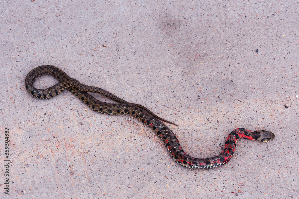 Red snake on concrete in a park near Ningzhengong Taoist Monastery in Zhejiang, China