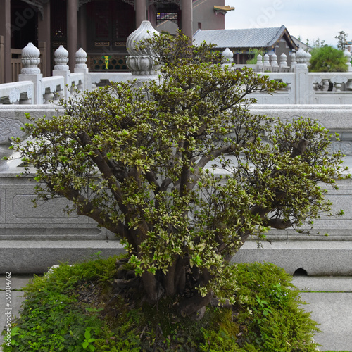 Beautiful bonsai in the Hengdian Film and Television City, in Zhejiang Province, China. photo