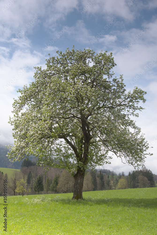 Baum auf einer Wiese Baum auf einer Wiese