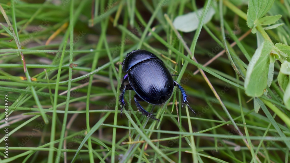 Photo of black beetle. Trypocopris vernalis Photo of black beetle. Trypocopris vernalis