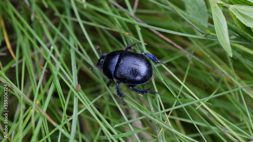 Photo of a black bug on grass. Trypocopris vernalis