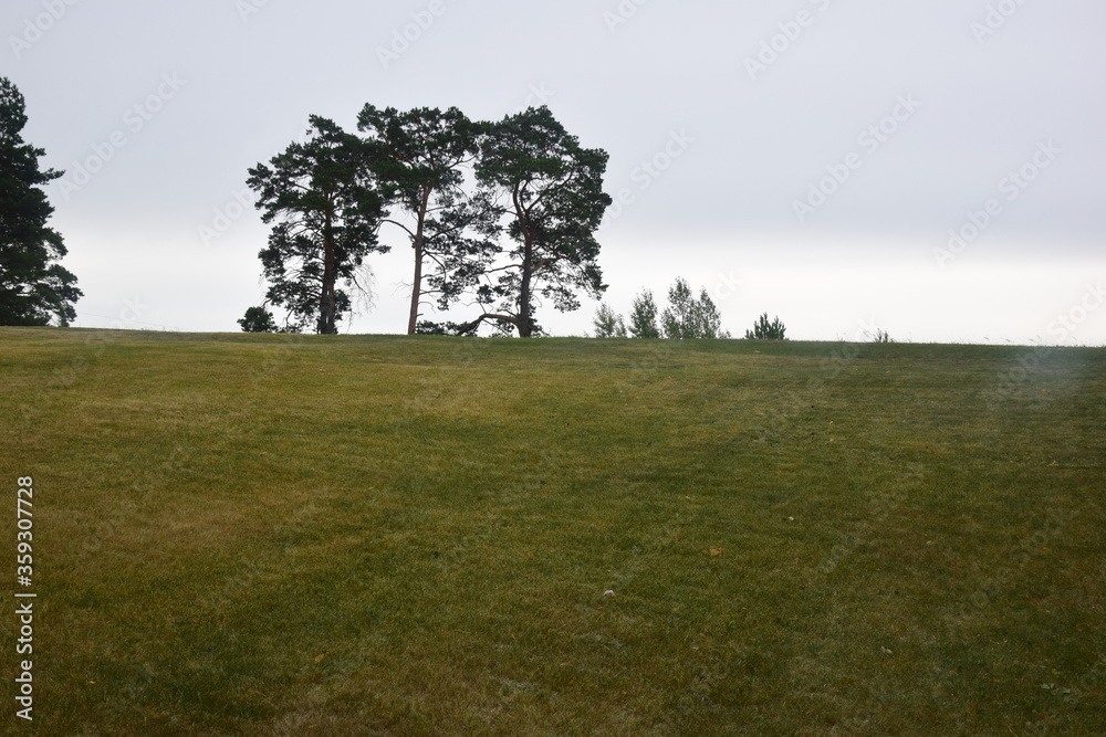 Fototapeta premium morning in the meadow landscape with trees