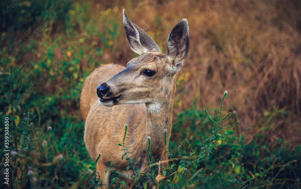 Fototapeta premium Deer in the Meadow, Yosemite National Park, California