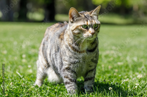 Canvas-taulu American Bobtail Cat on Grass