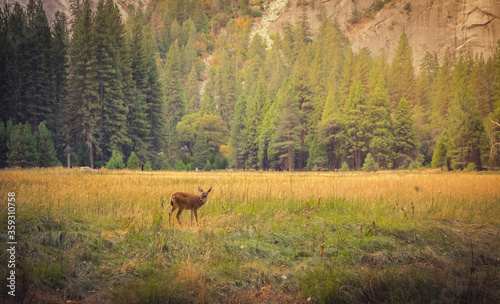 Deer in the Meadow, Yosemite National Park, California