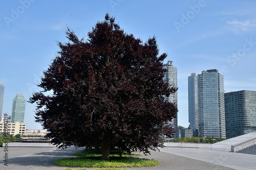 Red Leaf Haya, Beautiful Tree for Ornament