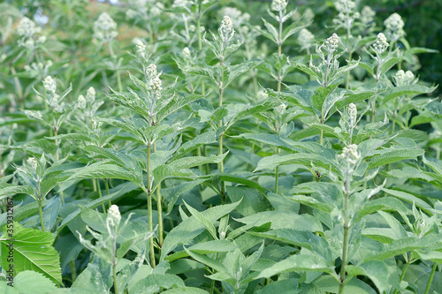 Wild Green Plants in Summer