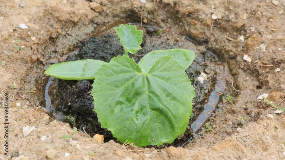 Water is absorbed into the soil after watering seedlings of vegetable crops. Water is absorbed into the soil after watering seedlings of vegetable crops.