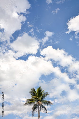palm trees and blue sky © Barros