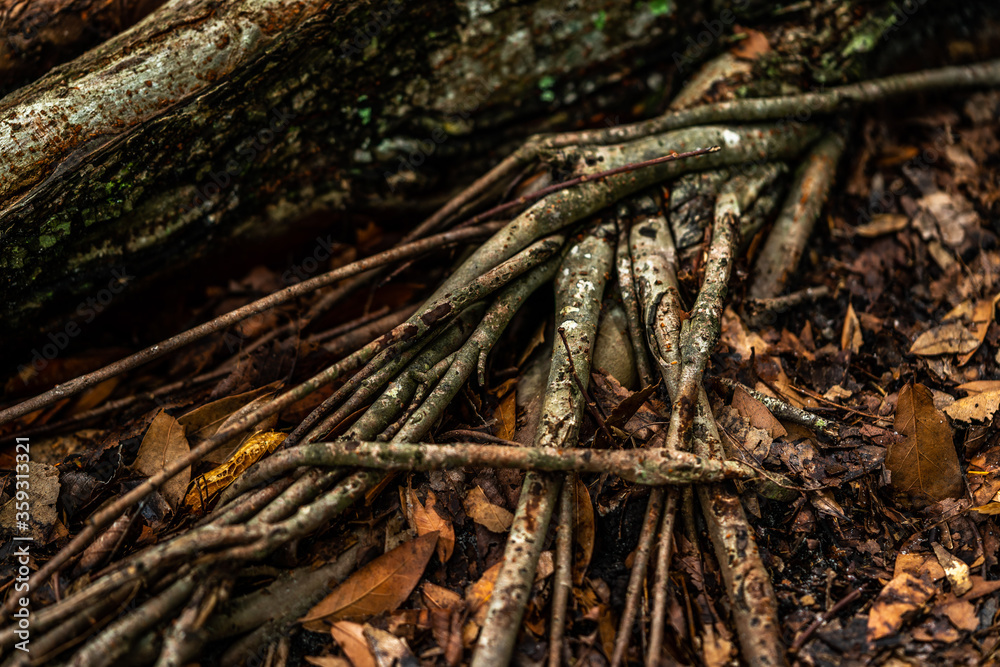 A grouping of roots on an old oak tree. A grouping of roots on an old oak tree.