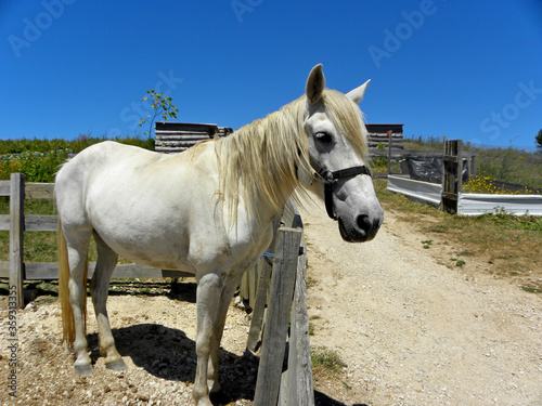  White horse in a stall on a livestock farm against the background of blue sky. 