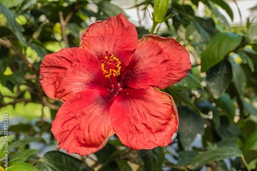 Rote Hibiskusblüte © pusteflower9024