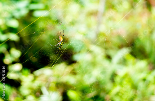 Slika na platnu A very large spider waiting for an insect to get caught in its web