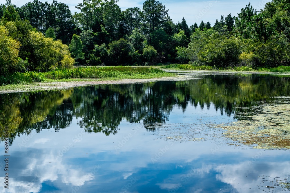 A beautiful pond with trees, lily pads, and some amazing reflections.