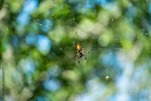 These large spiders were everywhere in the park as we walked the trails.