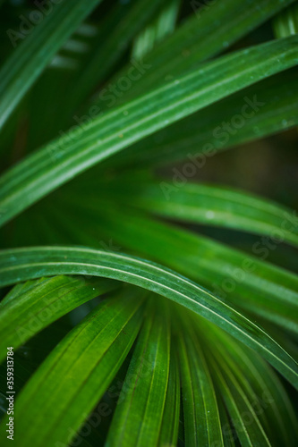 Close up nature plant image with green backgrounnd