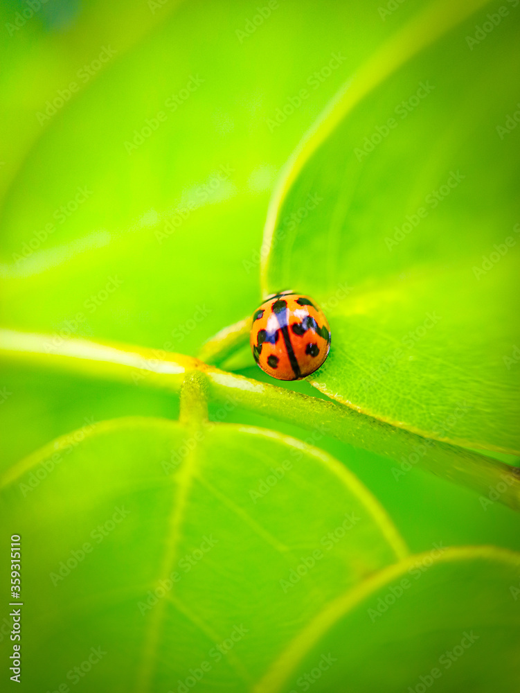 Obraz premium ladybug on leaf