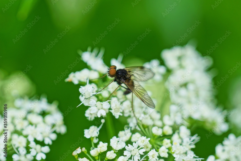 one black little fly on a white wild flower on a green background in a summer park